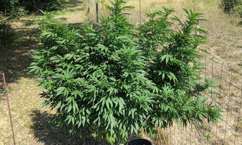 Big Gorilla Melon 🦍🍉 Outdoor Synganics. Week 22 - 1 Sept