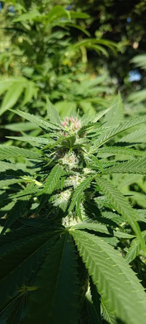 Big Gorilla Melon 🦍🍉 Outdoor Synganics. Week 23 - Sept 14