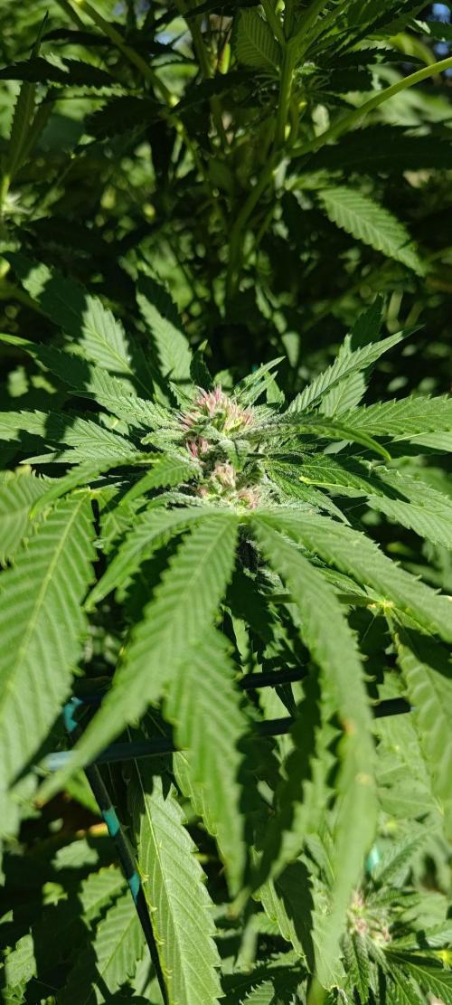 Big Gorilla Melon 🦍🍉 Outdoor Synganics. Week 23 - Sept 14