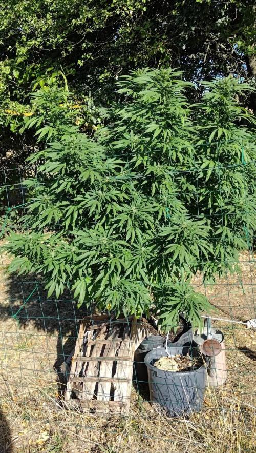 Big Gorilla Melon 🦍🍉 Outdoor Synganics. Week 23 - Sept 14