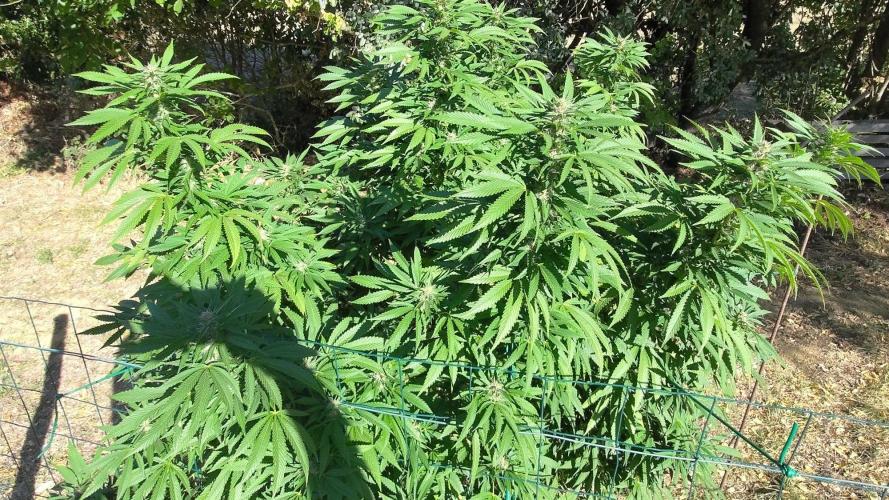 Big Gorilla Melon 🦍🍉 Outdoor Synganics. Week 23 - Sept 14