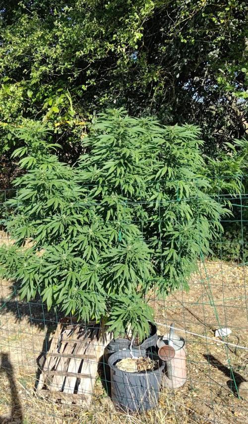 Big Gorilla Melon 🦍🍉 Outdoor Synganics. Week 23 - Sept 14