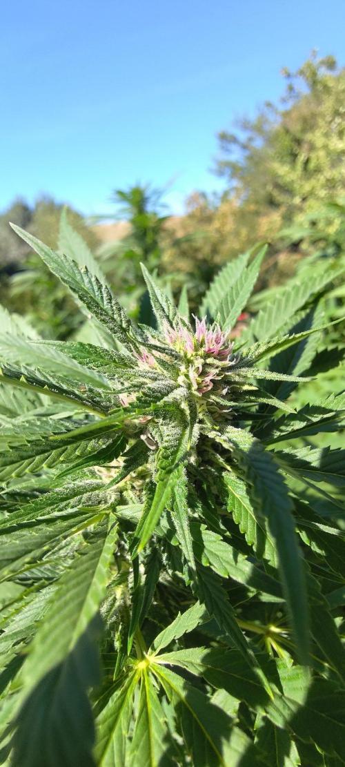Big Gorilla Melon 🦍🍉 Outdoor Synganics. Week 23 - Sept 14