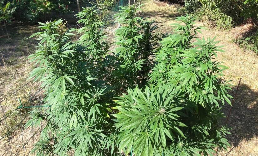 Big Gorilla Melon 🦍🍉 Outdoor Synganics. Week 23 - Sept 14
