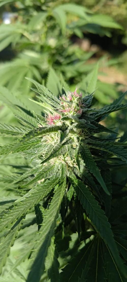 Big Gorilla Melon 🦍🍉 Outdoor Synganics. Week 25