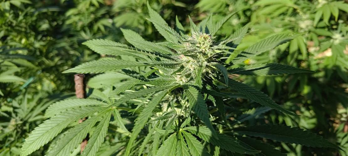 Big Gorilla Melon 🦍🍉 Outdoor Synganics. Week 25