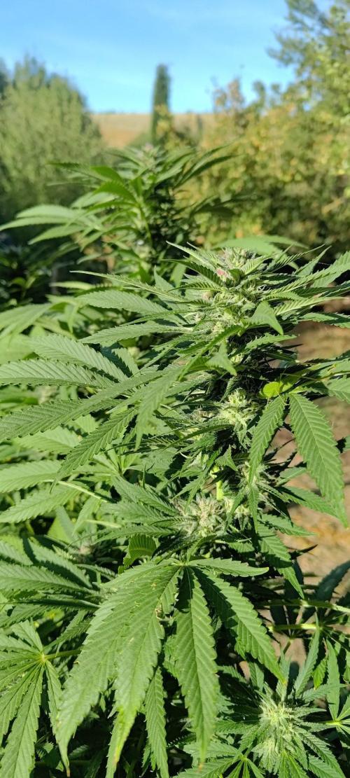 Big Gorilla Melon 🦍🍉 Outdoor Synganics. Week 25