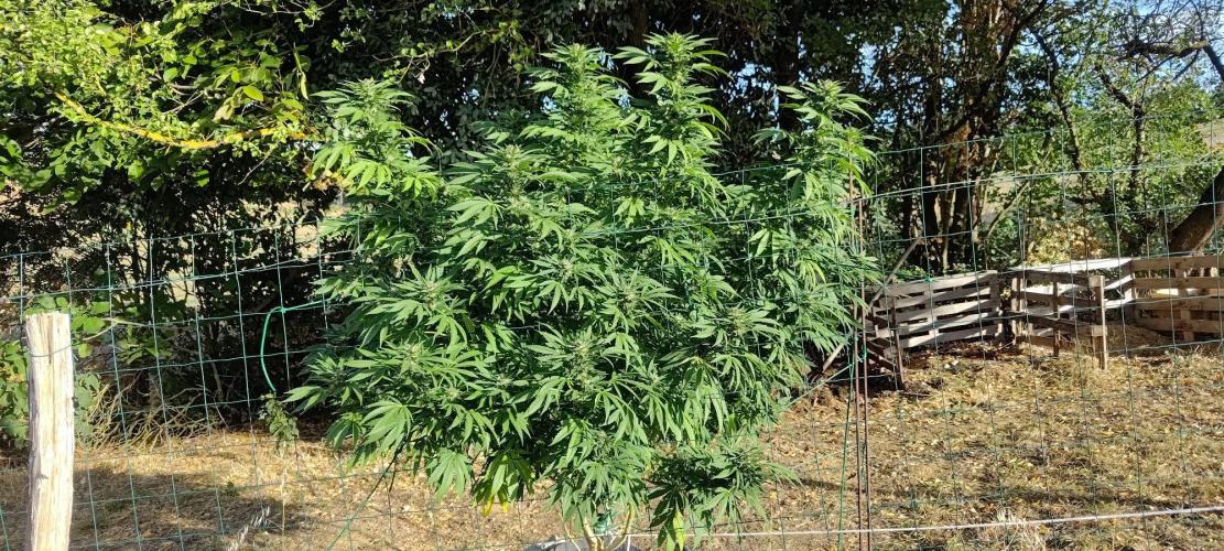 Big Gorilla Melon 🦍🍉 Outdoor Synganics. Week 25