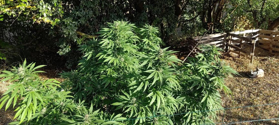 Big Gorilla Melon 🦍🍉 Outdoor Synganics. Week 25