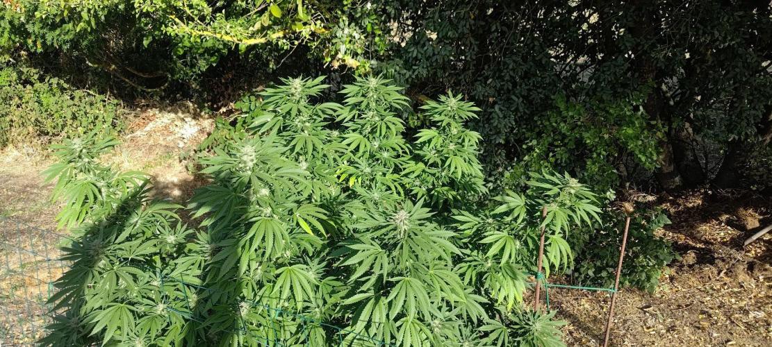 Big Gorilla Melon 🦍🍉 Outdoor Synganics. Week 25