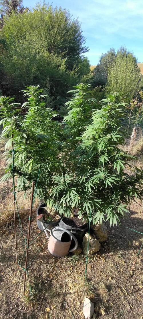 Big Gorilla Melon 🦍🍉 Outdoor Synganics. Week 25