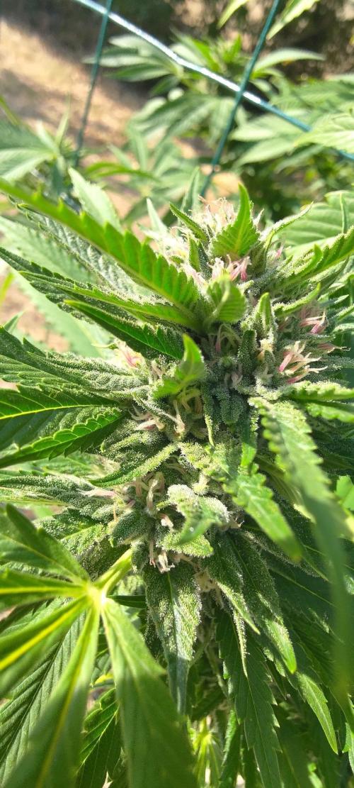 Big Gorilla Melon 🦍🍉 Outdoor Synganics. Week 26 - Sept 27
