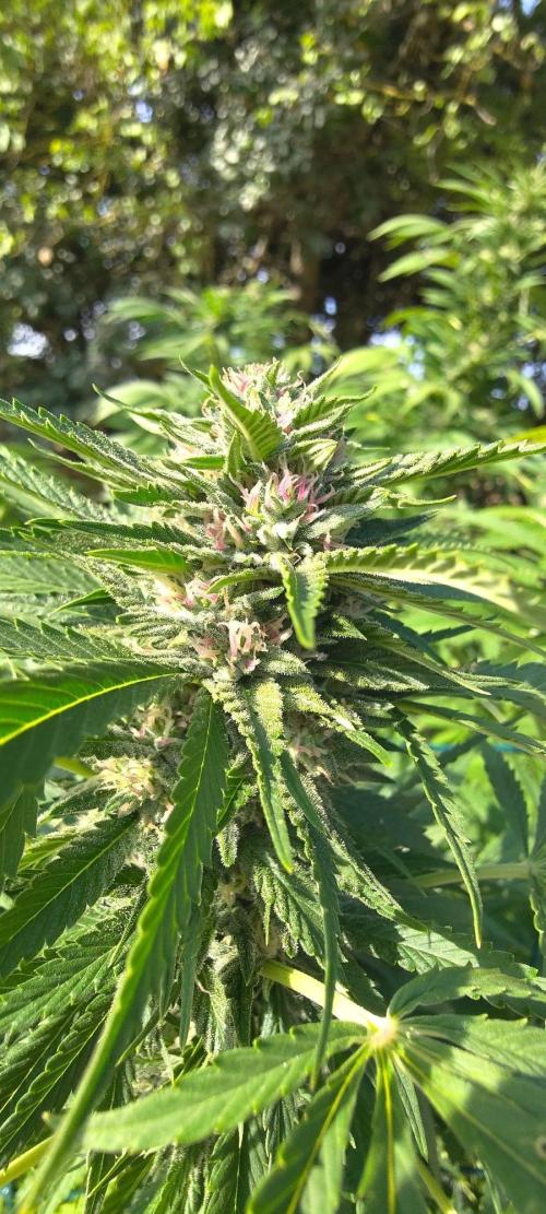 Big Gorilla Melon 🦍🍉 Outdoor Synganics. Week 26 - Sept 27