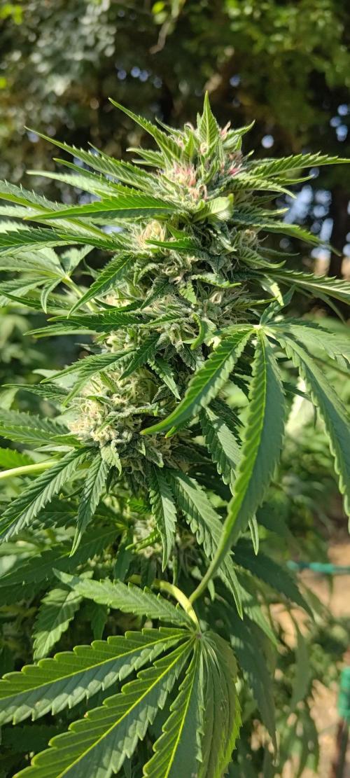 Big Gorilla Melon 🦍🍉 Outdoor Synganics. Week 26
