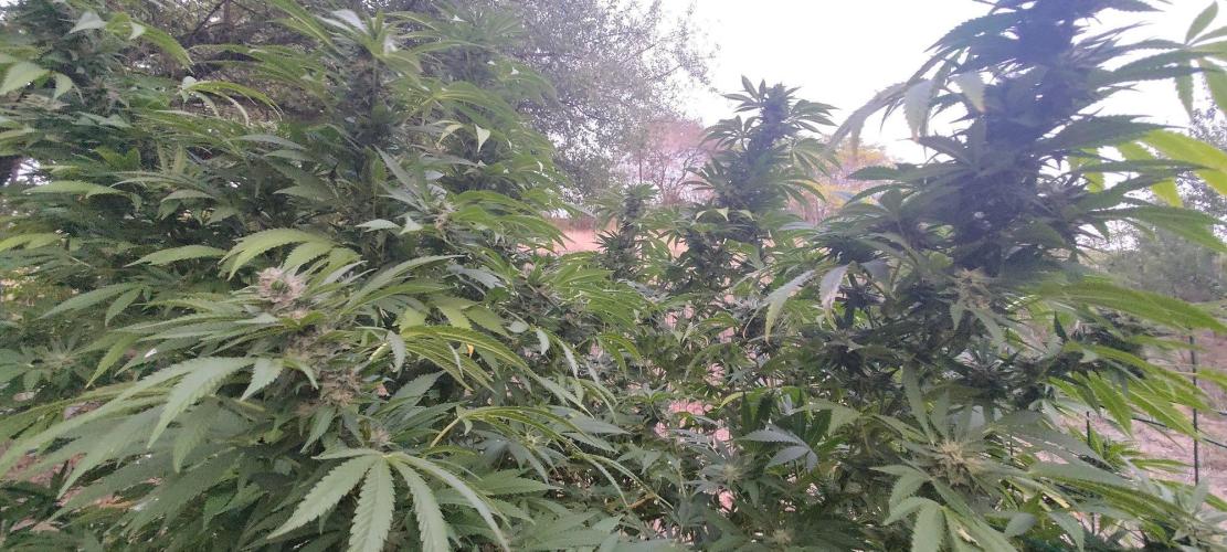 Big Gorilla Melon 🦍🍉 Outdoor Synganics. Week 26 - Sept 27