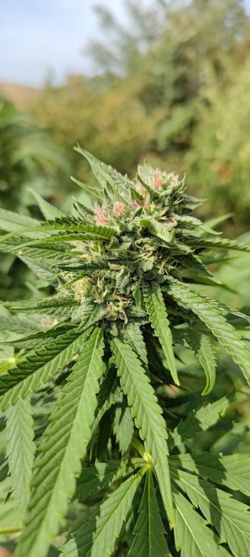Big Gorilla Melon 🦍🍉 Outdoor Synganics. Week 26 - Sept 28