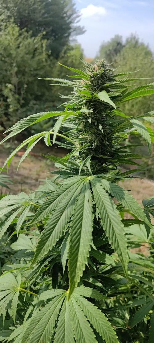 Big Gorilla Melon 🦍🍉 Outdoor Synganics. Week 26 - Sept 28