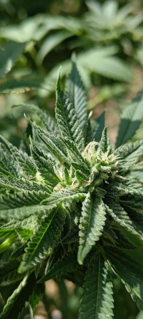 Big Gorilla Melon 🦍🍉 Outdoor Synganics. Week 26