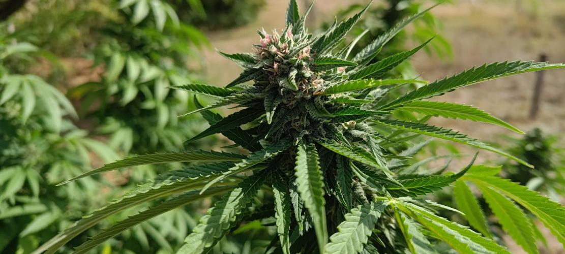 Big Gorilla Melon 🦍🍉 Outdoor Synganics. Week 26 - Sept 28