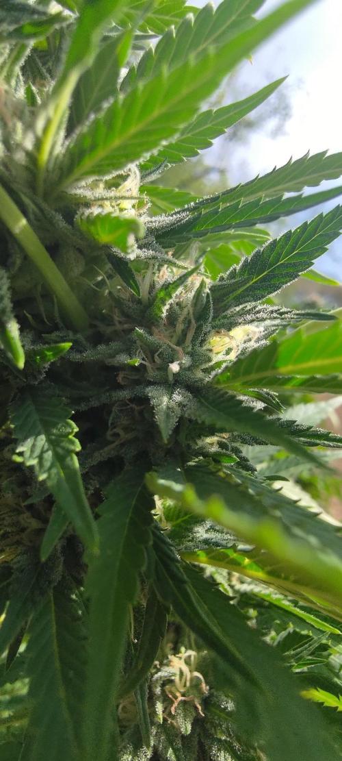 Gorilla Melon. Week 26