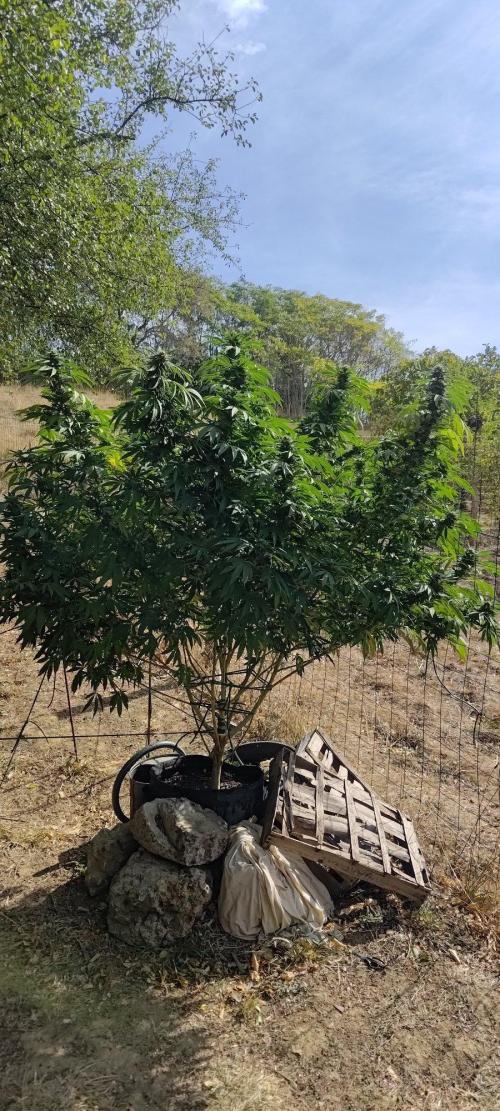 Big Gorilla Melon 🦍🍉 Outdoor Synganics. Week 26