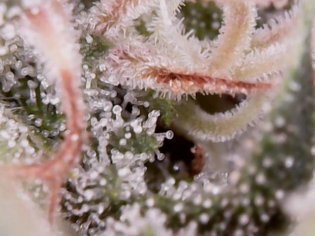 Gorilla Melon. Week 26