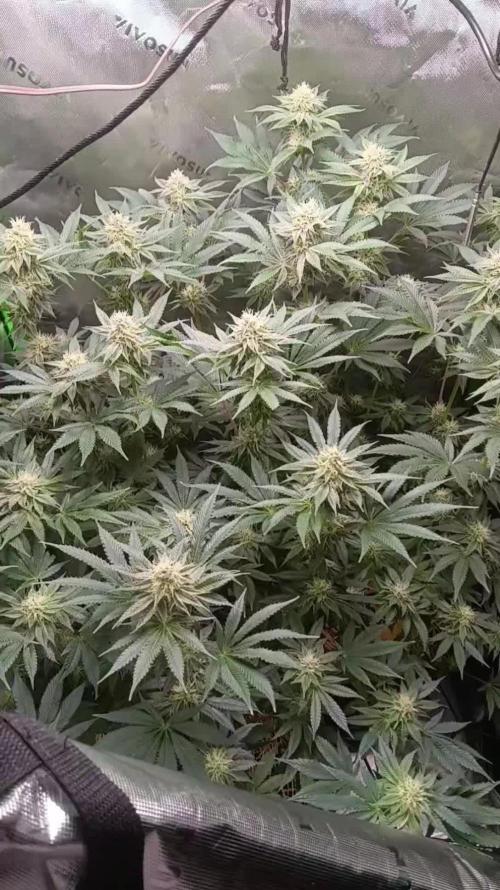 Indoor Modified Payton