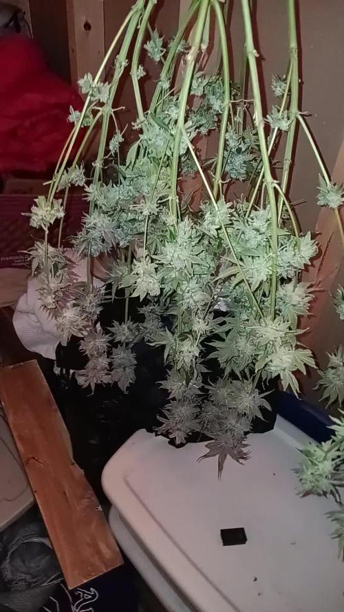 Indoor Modified Payton