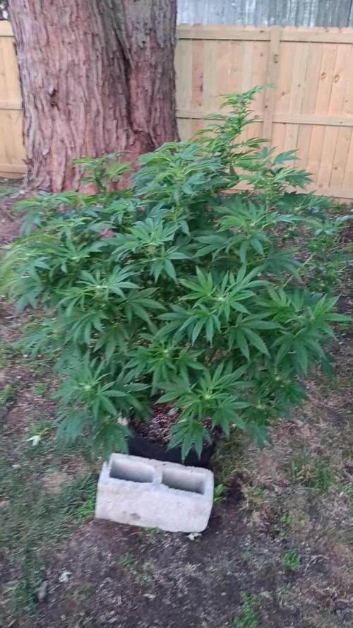 2025 Outdoor Grow : Modified Payton
