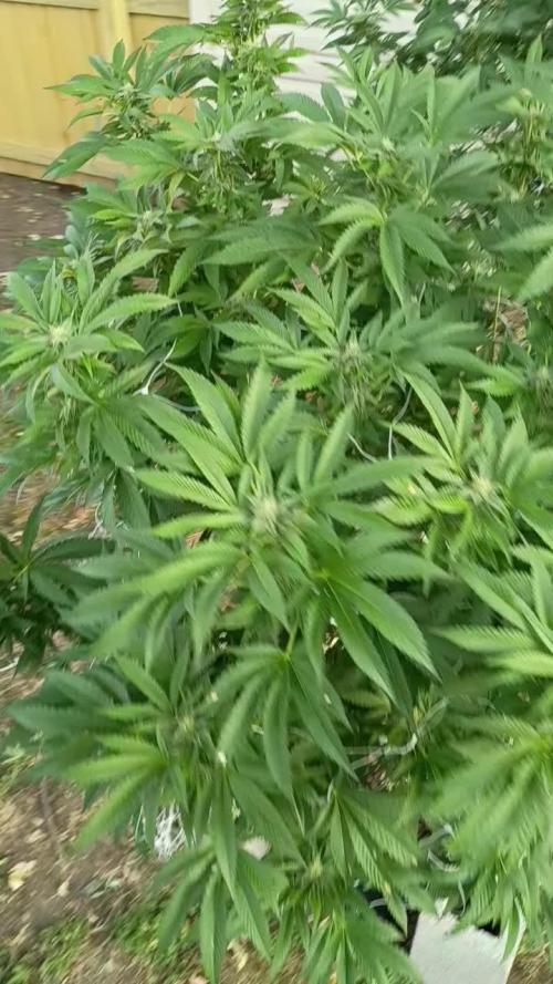 2025 Outdoor Grow : Modified Payton