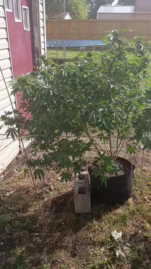 2025 Outdoor Grow : Modified Payton
