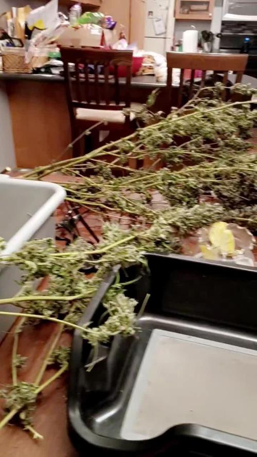 2025 Outdoor Grow : Modified Payton