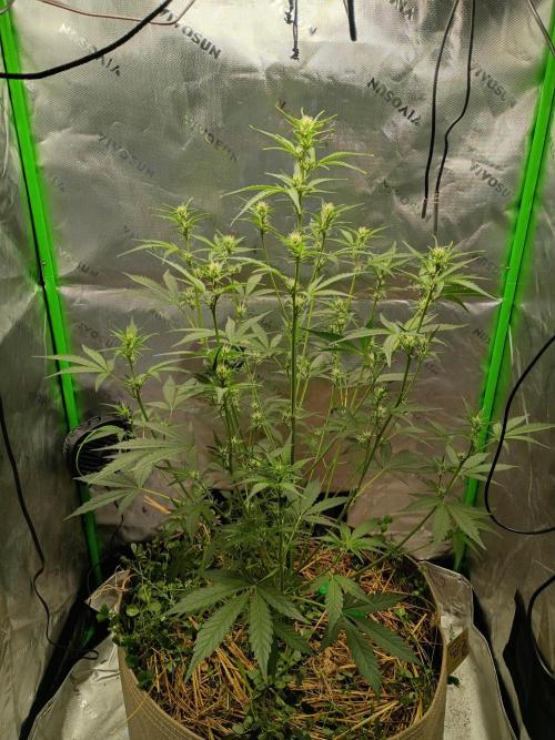 Wedding Cake Auto. Week 6