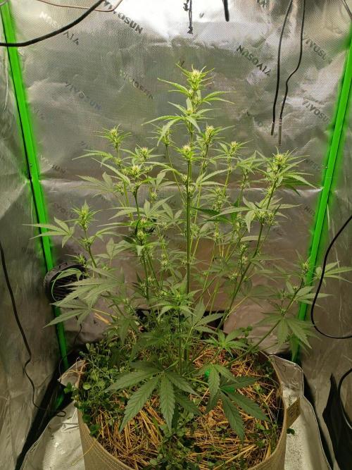 Wedding Cake Auto. Week 6