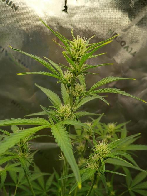 Wedding Cake Auto. Week 6