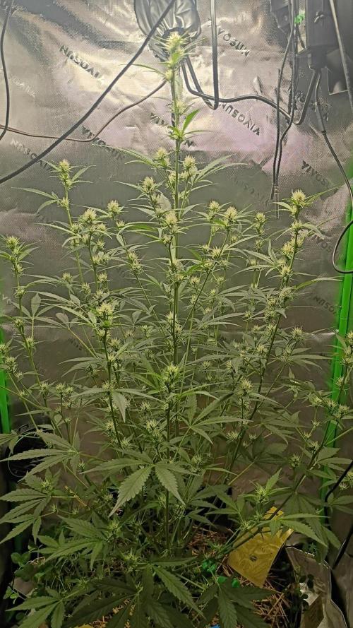 Wedding Cake Auto. Week 7