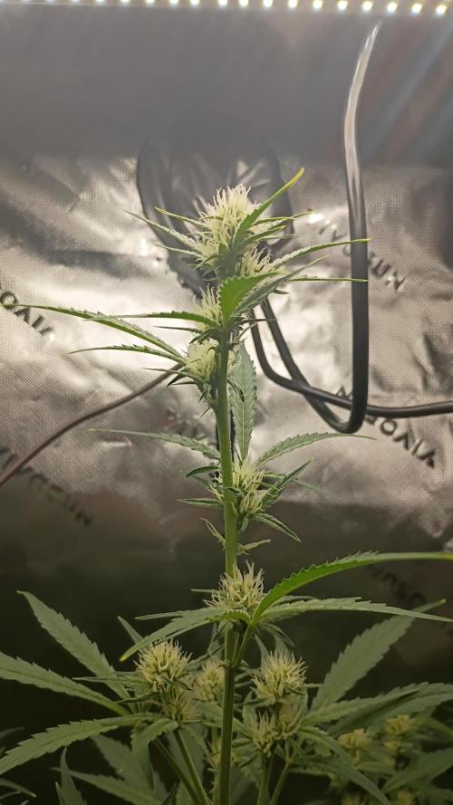 Wedding Cake Auto. Week 7