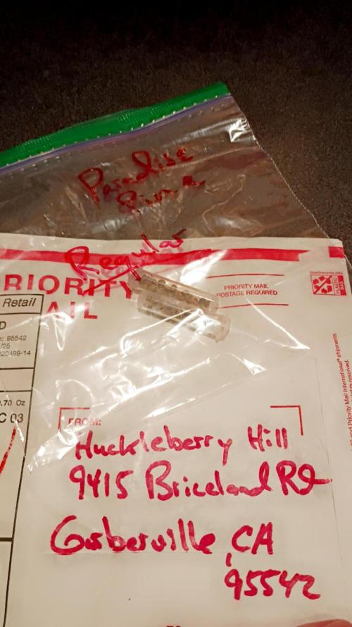 Paradise Pine(WTRxParadise Punch). Week 0