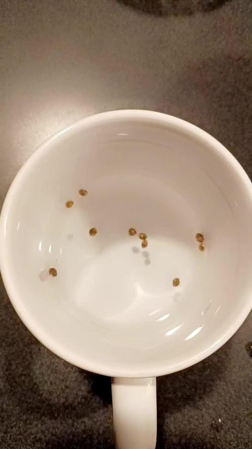 Paradise Pine(WTRxParadise Punch)