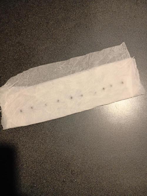 Paradise Pine(WTRxParadise Punch). Week 0