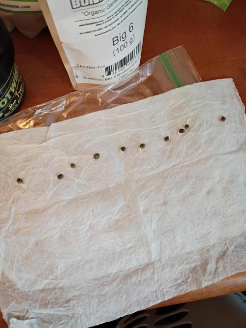 Paradise Pine(WTRxParadise Punch). Week 0