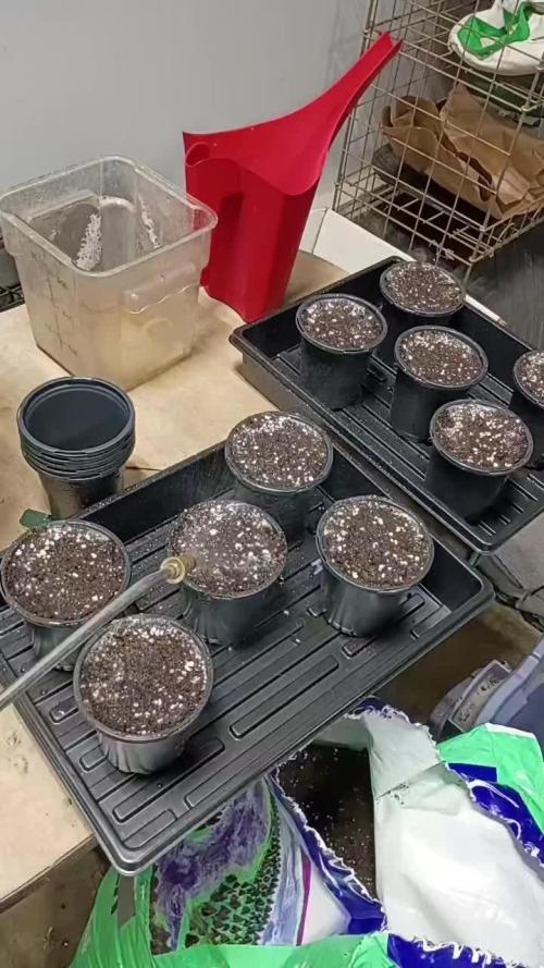 Paradise Pine(WTRxParadise Punch)