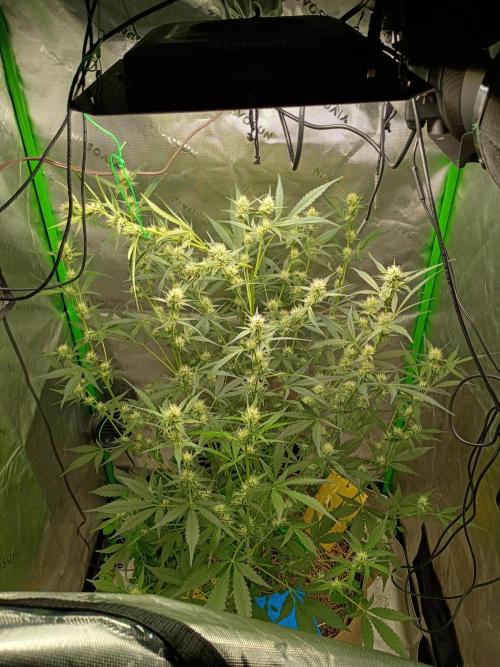 Wedding Cake Auto. Week 7