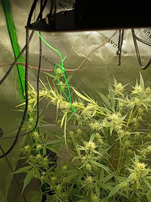 Wedding Cake Auto. Week 7