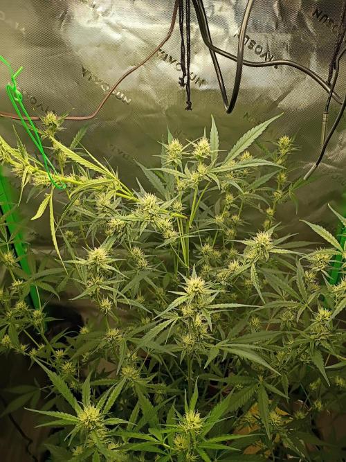 Wedding Cake Auto. Week 7