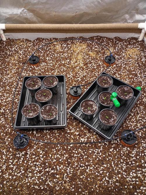 Paradise Pine(WTRxParadise Punch). Week 0