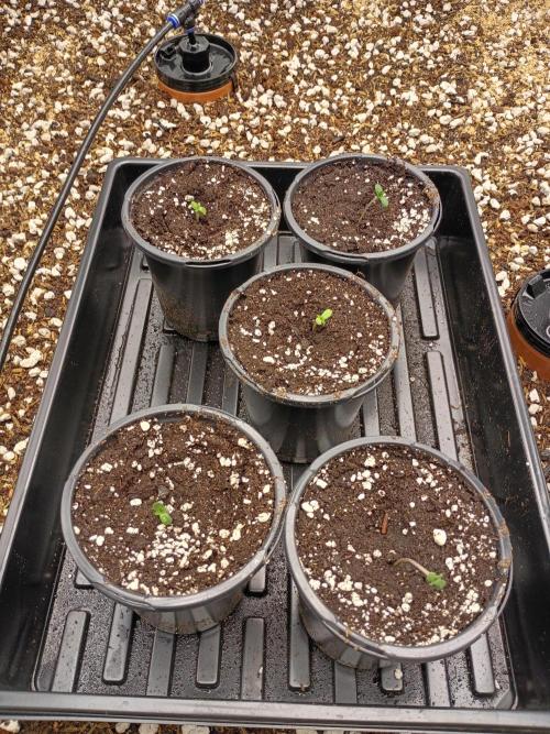 Paradise Pine(WTRxParadise Punch). Week 0