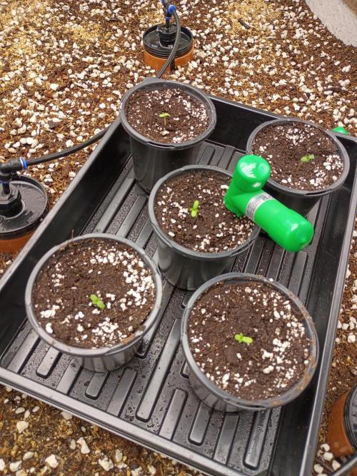 Paradise Pine(WTRxParadise Punch). Week 0