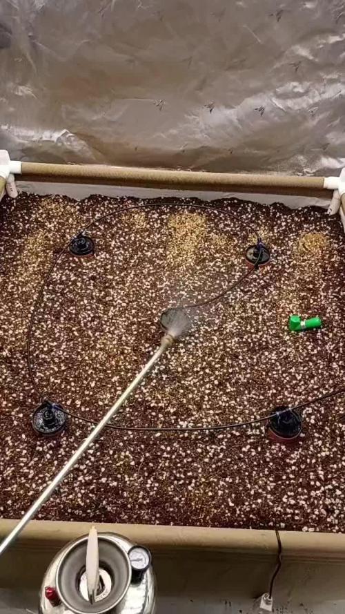 Paradise Pine(Paradise PunchxWTR)