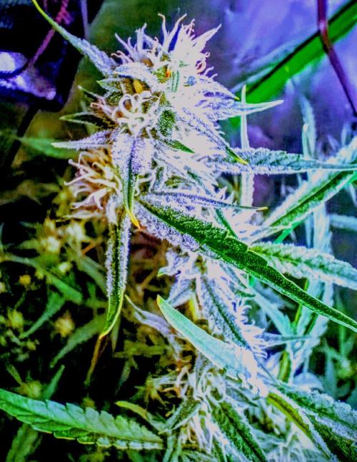 Wedding Cake Auto. Week 8